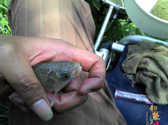 激情的清江河(16)身心疲惫换钓位 鱼儿活跃解心结
