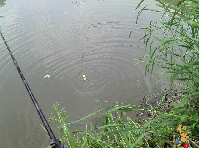 激情的清江河(16)身心疲惫换钓位 鱼儿活跃解心结