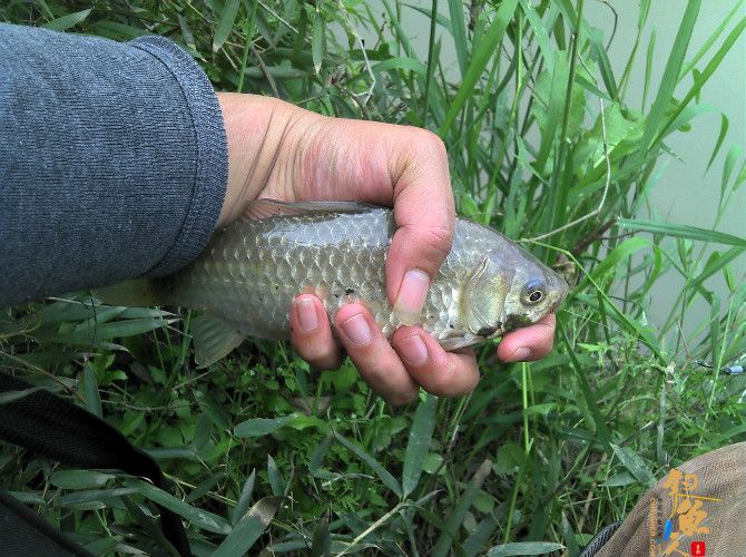 激情的清江河(16)身心疲惫换钓位 鱼儿活跃解心结