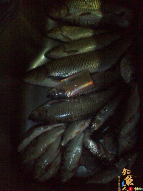 4月15日河北邯郸峰峰佐城水库意外鱼获