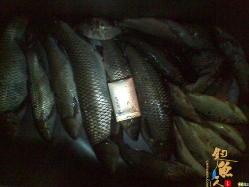 4月15日河北邯郸峰峰佐城水库意外鱼获