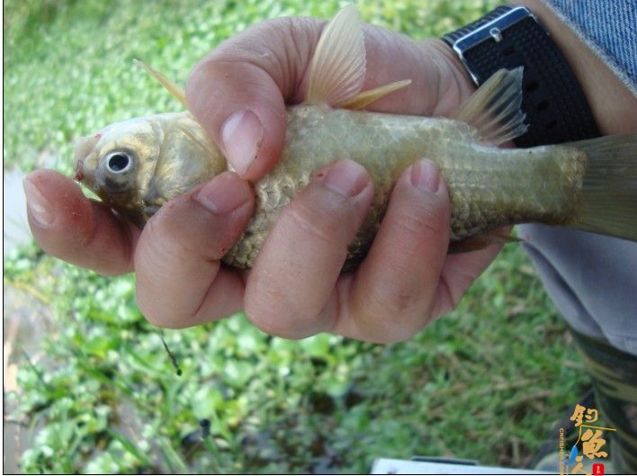 青龙江之《虎口夺食》