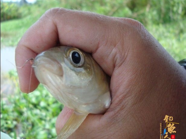 青龙江之《虎口夺食》