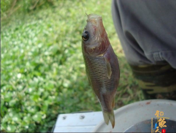 青龙江之《虎口夺食》