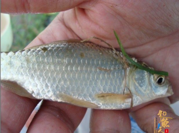 青龙江之《虎口夺食》