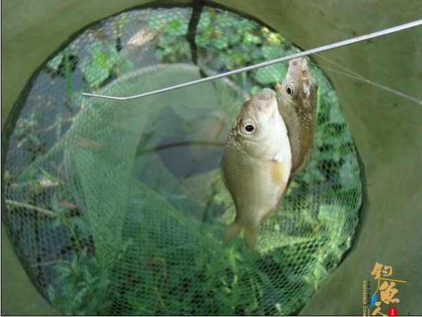 青龙江之《虎口夺食》