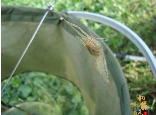 青龙江之《虎口夺食》