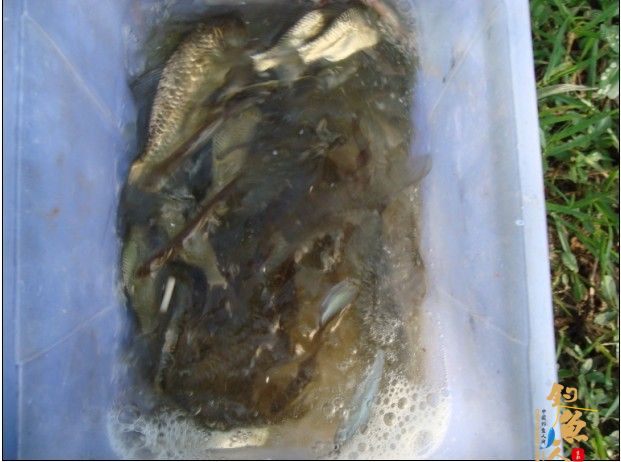 青龙江之《虎口夺食》