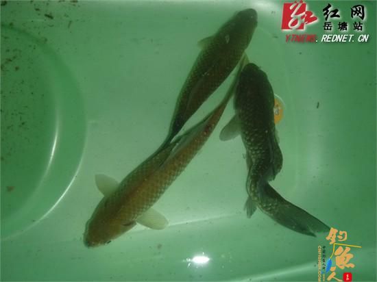 湘潭岳塘区一垂钓者钓上一条“S”型鲫鱼