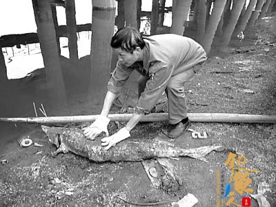 青山船厂码头现死“怪鱼” 专家确认为杂交鲟 图