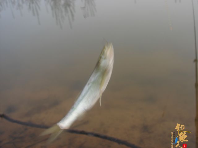 【原创】钓鱼、划船、烧烤，一个都不能少