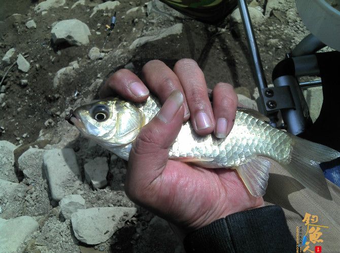 我换用蚯蚓钓鲫鱼，，，图