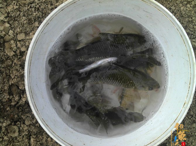 今天钓鱼的鱼获 