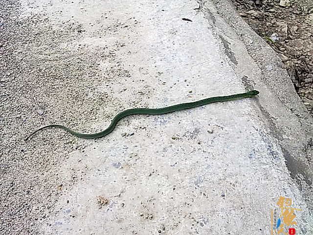 简约而不简单 原创 路上遇到小蛇过马路