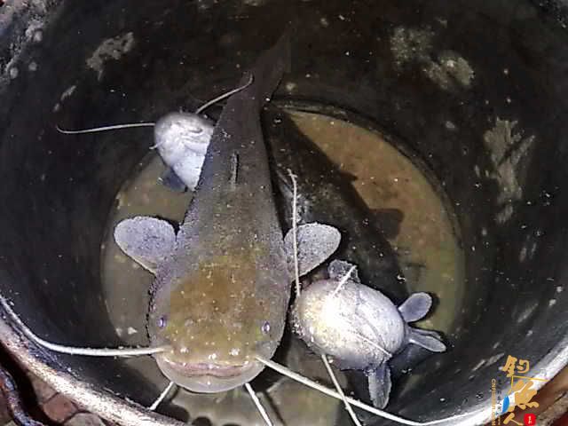 鱼获 简约而不简单 原创