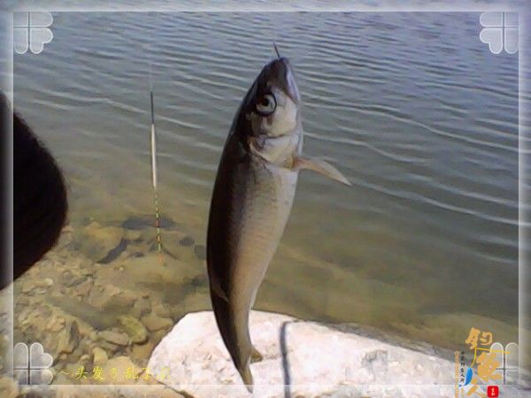 打窝、和饵，抽了20来竿后，才开始有动作，还是白拉漂……