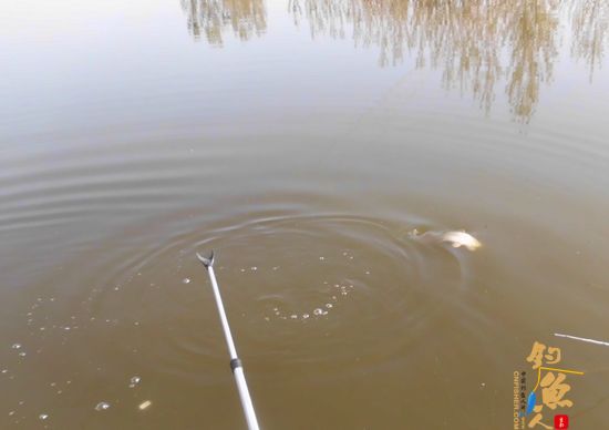 要说这怡水苑真是哪都好，就这点“不好”——闹鲤鱼！