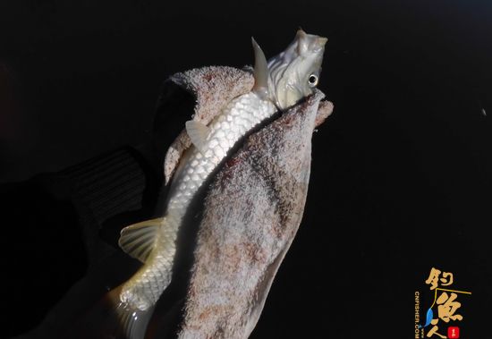 要说这怡水苑真是哪都好，就这点“不好”——闹鲤鱼！