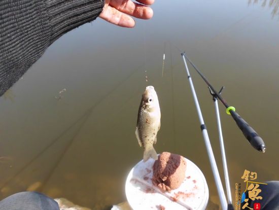 在这里根本不敢搓饵，即使拉小饵也不太敢抛竿频率太高，并且由于忘记带抄网（直接拎鱼），被