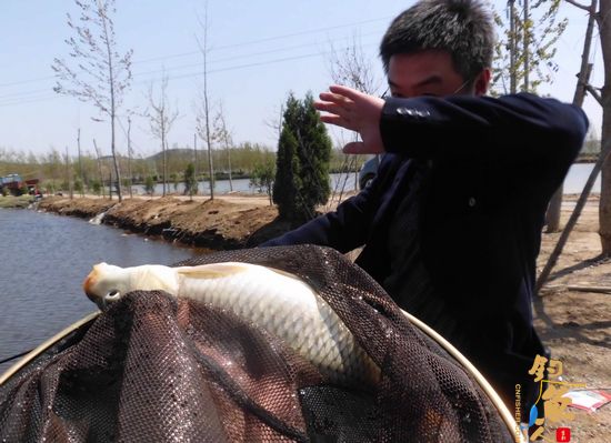 “我爱钓鱼”可顾不得吃饭，呵呵，今年开春以来，他只钓过小鲫鱼儿，还没尝到钓鲤鱼啥滋味呢，于是坐俺钓椅上，杆杆搓大饵，频频上鲤鱼间或着上鲫鱼，爽了个乱七八糟！