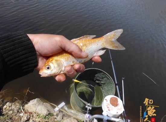 “我爱钓鱼”走后，俺终于又回坐到钓椅上，拉小饵鲤鱼丛中专擒鲫鱼！期间还中了这样一尾“彩头”！也算是给塘主小张的“水上人间”开业大吉添上一喜吧！
