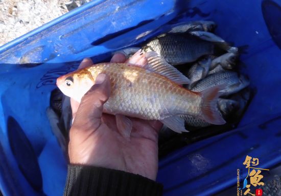“我爱钓鱼”走后，俺终于又回坐到钓椅上，拉小饵鲤鱼丛中专擒鲫鱼！期间还中了这样一尾“彩头”！也算是给塘主小张的“水上人间”开业大吉添上一喜吧！