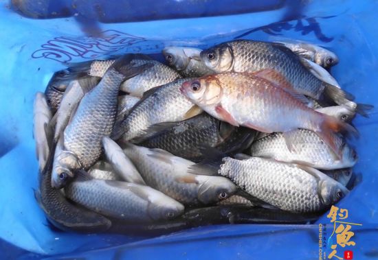 “我爱钓鱼”走后，俺终于又回坐到钓椅上，拉小饵鲤鱼丛中专擒鲫鱼！期间还中了这样一尾“彩头”！也算是给塘主小张的“水上人间”开业大吉添上一喜吧！