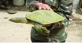 青州市民钓鱼时钓上只8斤重老鳖想找机会放生