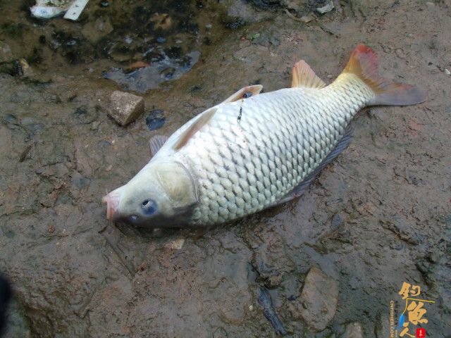 五一节 4月30日 小钩细线擒野鲤