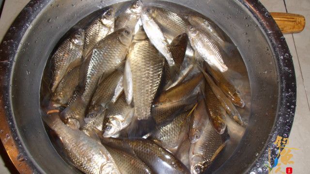 五一节 4月30日 小钩细线擒野鲤