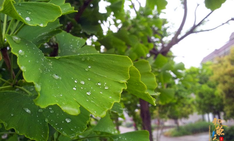 在路口等烽哥时的随拍，一夜春雨，杏叶还挂着水
