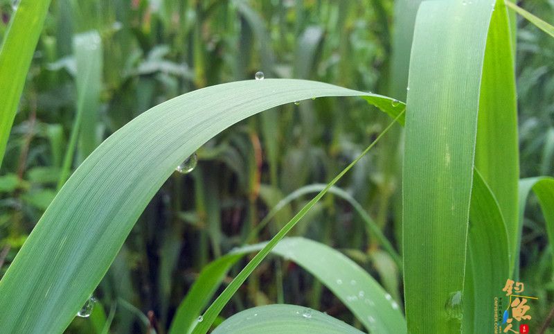 小沟边的芦苇在春雨后显得更加的娇嫩翠柳