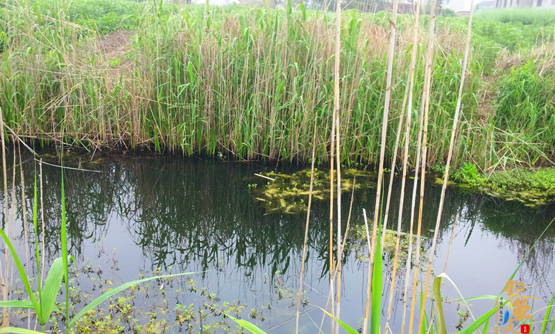 其中的两处钓点，也是后来收获处！