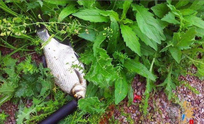在苦等半小时候，又出现了上次小钓的情况，可能是由于天气闷热的因素，看着鲫鱼频频浮头