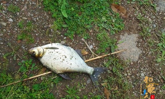 上了3条鱼后，天气变的异常闷热，我们知道天气预报非假，真要下阵雨，看来这天气不太适合垂钓啊