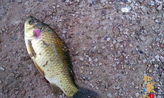 这是今天的收杆之作，鲫妹上岸时还不忘给哥采了片花朵！看到了没各位