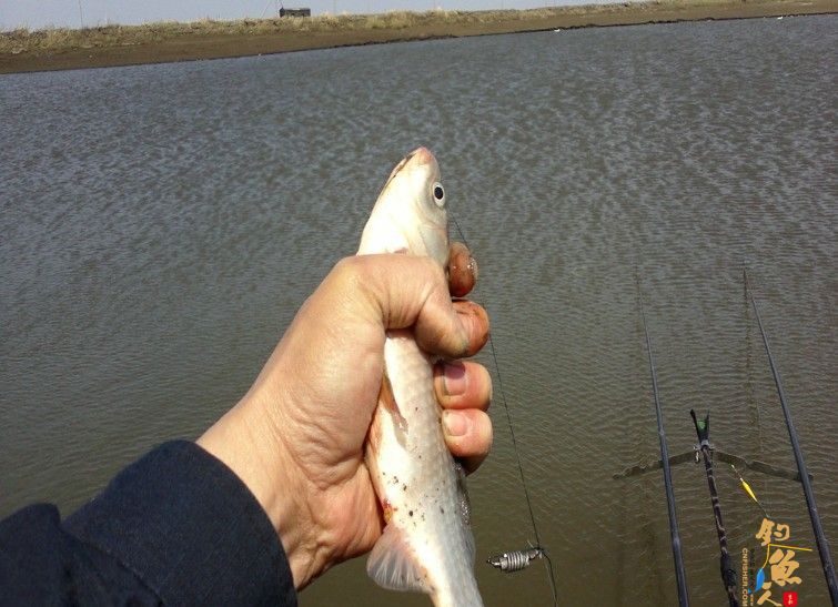 我的钓位，四米五一把，钓鲫用，六米三钓大物主线3、5，子线丨号大力马八号钩，十斤大鱼也无事，后来只钓个一斤的鲶鱼，算够斤的。 水深近二米。 最大的一条鲫鱼