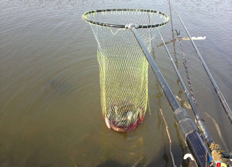 我的鱼获 钓鲫鱼，路难行，盼大鲤、上鲶鱼