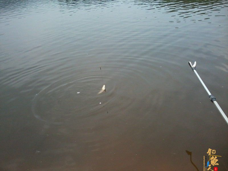 摆开工具,一切准备就绪后,边钓边打窝。不久,开始上鱼了——鲫鱼哦