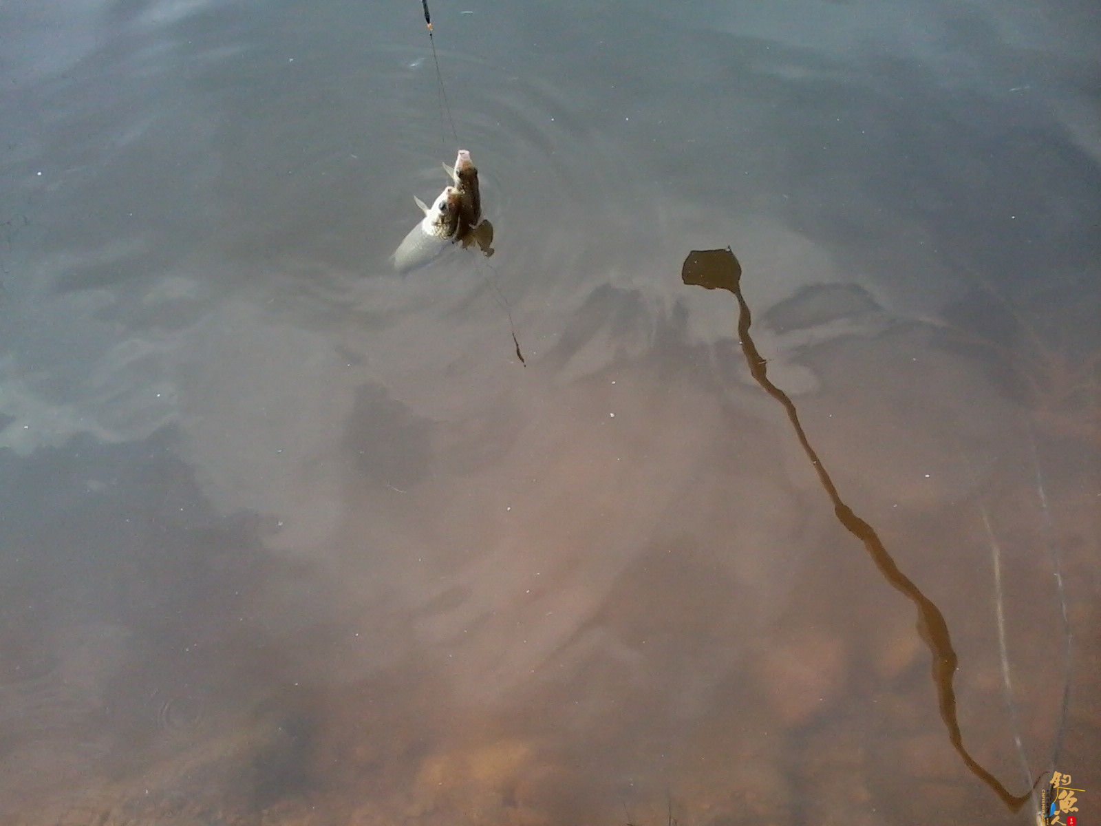 这一上鱼,就是连续好几条鲫鱼——久违了的情况,只有冬天的时候遇到啊!