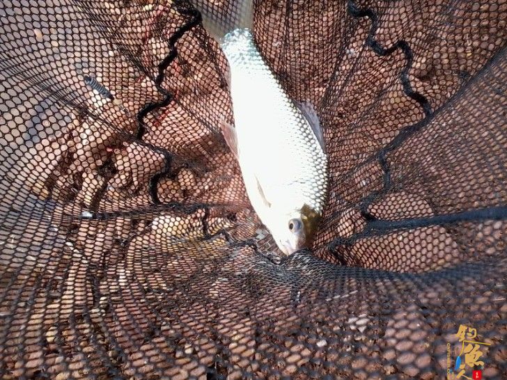 玩够了,抄网出动,原来是它——攻鱼的手感真是非一般的感觉啊