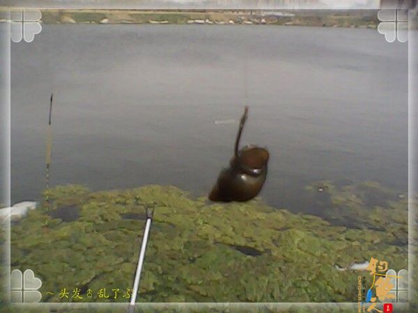 照例打个小窝,下竿,浮漂的稳定性那是没的说,除了风吹的,就不带动弹一下的。N竿之后……我的钓获里又多了一种叫田螺的新鲜物