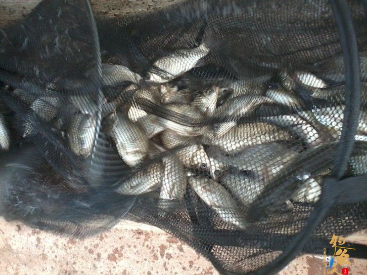 分收工,拍总鱼获