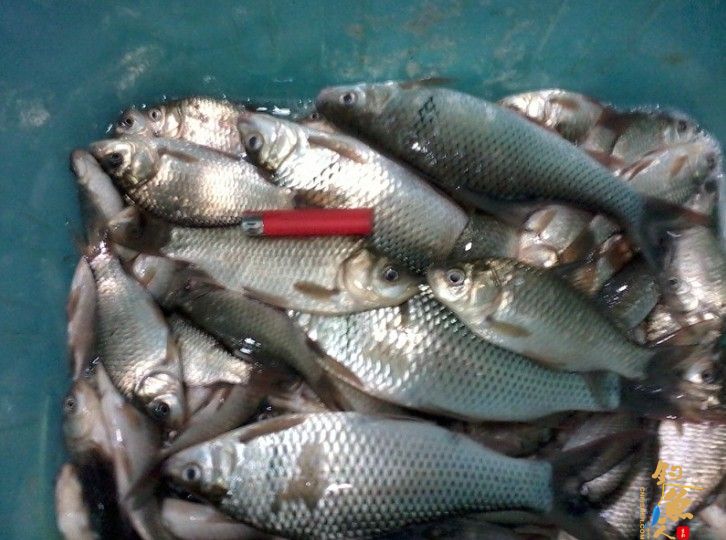 回到家后,全部倒在养鱼的箱子里(这个箱子曝光好多次了),估计不少于7—8斤了