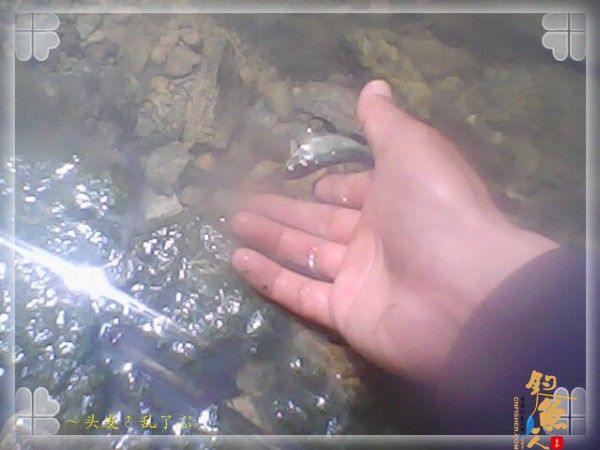 还好,在这钓位起码还能有白拉漂陪我玩玩……