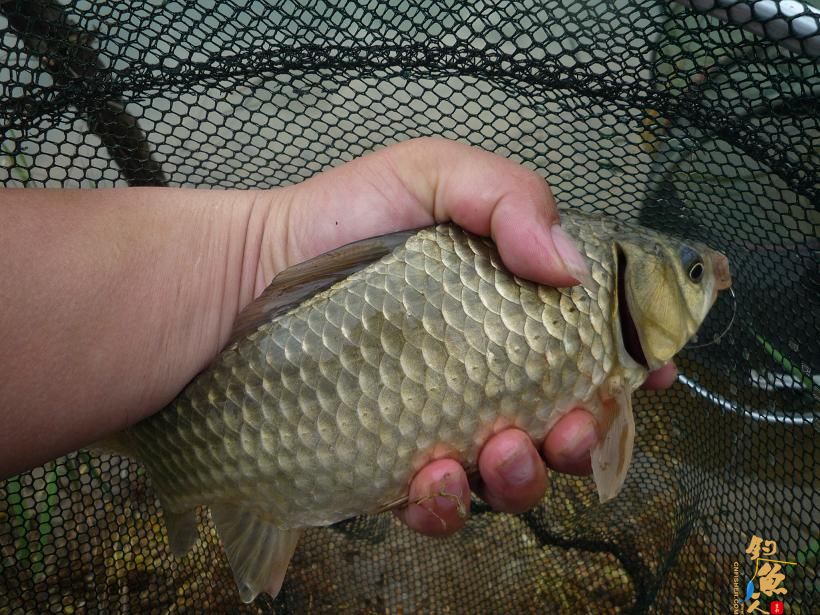 开杆黄金板鲫(颜色纯正吧