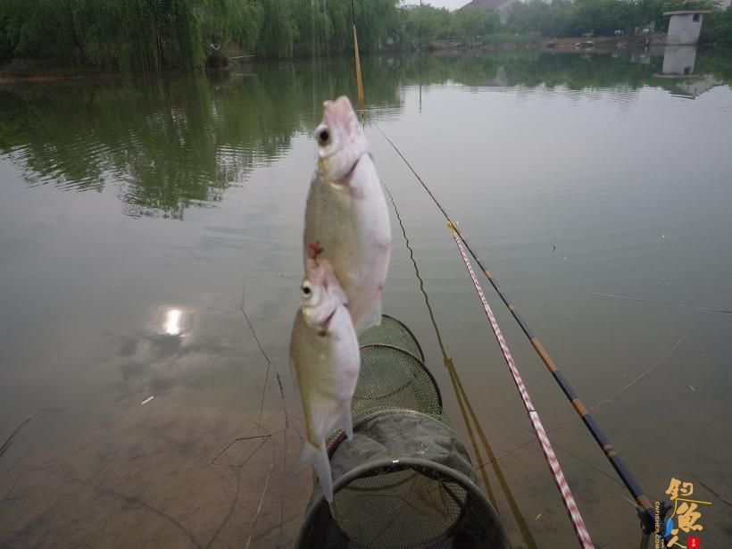 双飞小鳊鱼(立即放生