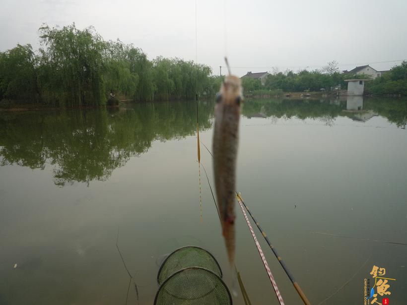 小麦穗太多(红虫钓不行