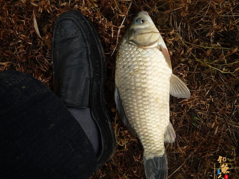 养了十一年野生脚板鲫,水库中还有更大的