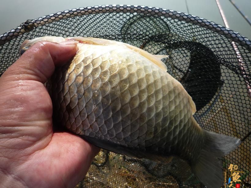 养了十一年野生脚板鲫,水库中还有更大的